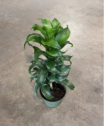 Dracaena Dragon Twister